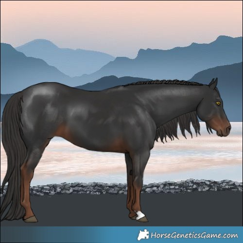 Horse Color:Liver Chestnut 