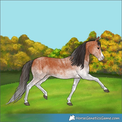 Horse Color:White Spotted Bay Splash  and White Spotted Bay Splash 