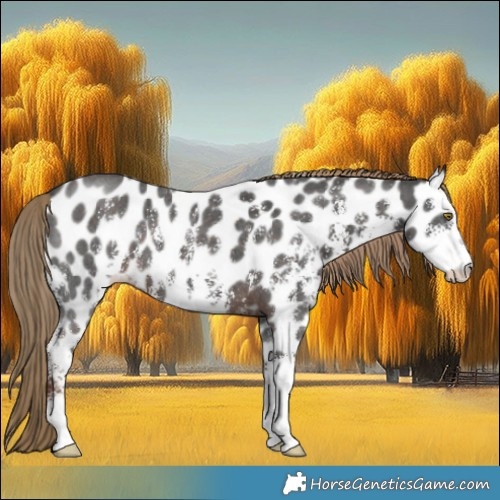 Horse Color:Liver Chestnut Sabino Leopard