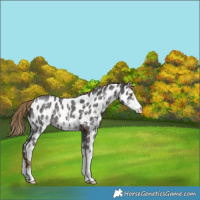 Horse Color:Liver Chestnut Sabino Leopard 