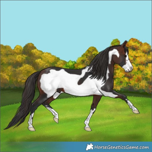 Horse Color:Brown Frame 
