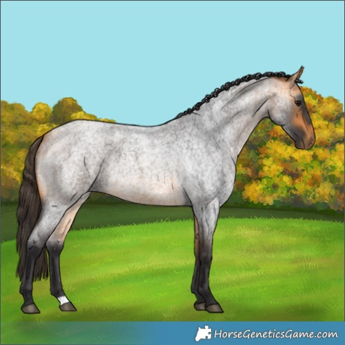 Horse Color:Buckskin Roan 