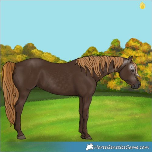Horse Color:Gray Chestnut 