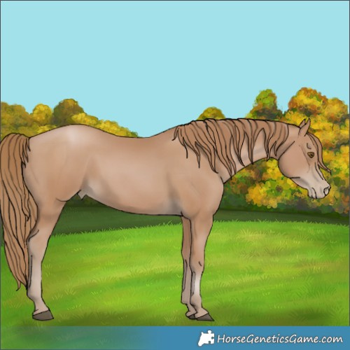 Horse Color:Black Pearl 