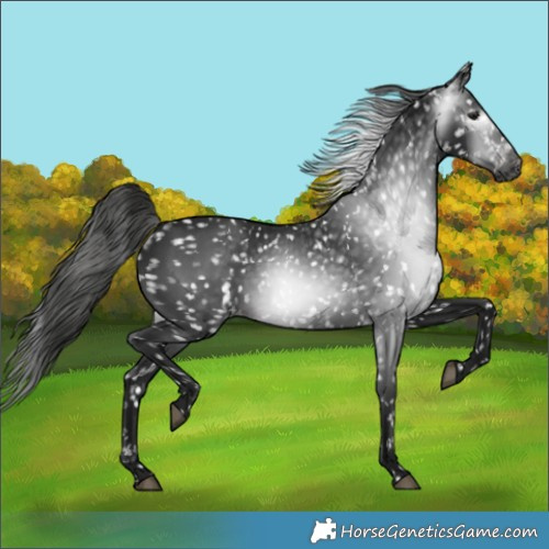 Horse Color:Gray Black Snowflake Varnish 
