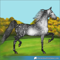 Horse Color:Gray Black Snowflake Varnish 