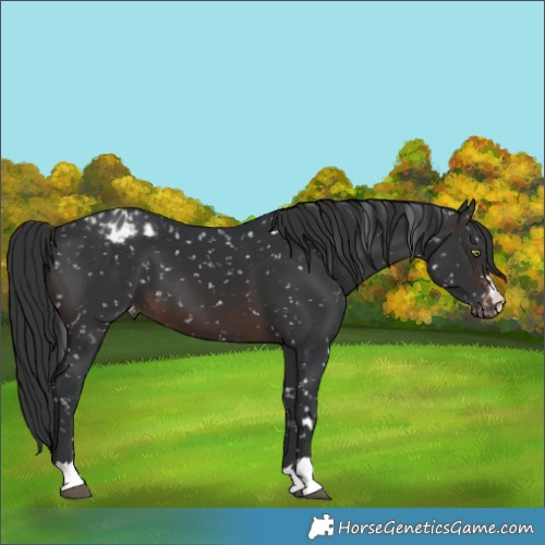Horse Color:Brown Appaloosa 