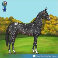 Horse Color:Brown Snowflake Varnish 