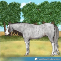 Horse Color:Liver Red Roan Splash