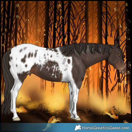 Horse Color:Liver Chestnut Tobiano Blanket