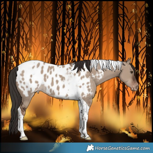 Horse Color:Liver Red Dun Tobiano Near Leopard 