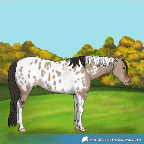 Horse Color:Liver Red Dun Tobiano Appaloosa