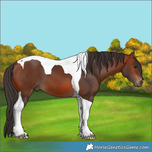 Horse Color:Bay Tobiano