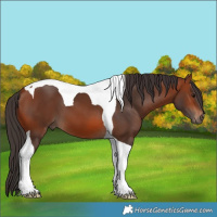 Horse Color:Bay Tobiano 