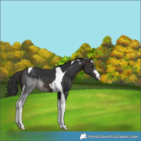 Horse Color:Brown Tobiano