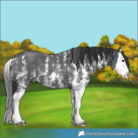 Horse Color:Black Sabino Splash