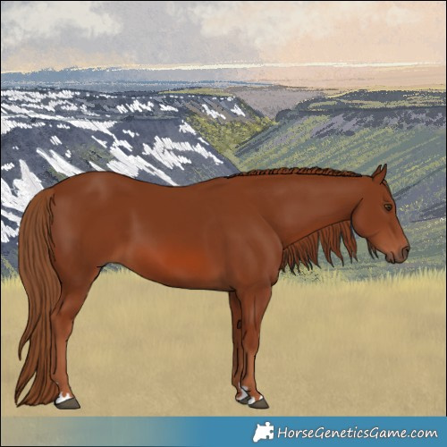Horse Color:Chestnut 