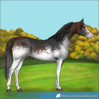 Horse Color:White Spotted Bay Sabino