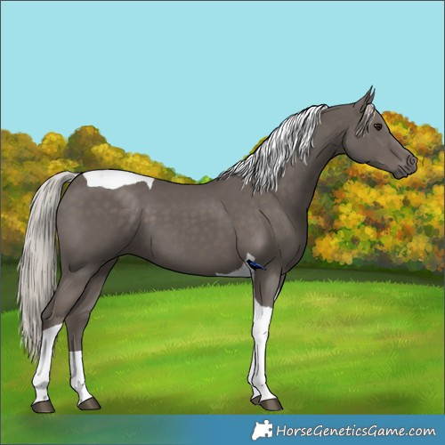 Horse Color:Silver Black Tobiano 