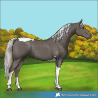 Horse Color:Silver Black Tobiano 