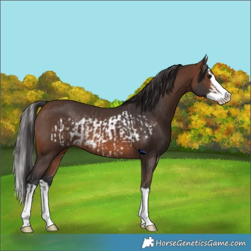Horse Color:Brown Frame Rabicano and Brown Splash Rabicano