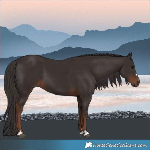 Horse Color:Liver Chestnut 