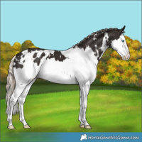 Horse Color:White Spotted Liver Chestnut Splash 