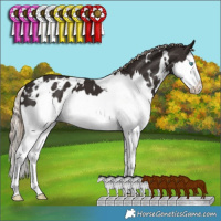 Horse Color:White Spotted Liver Chestnut Splash 