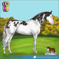 Horse Color:White Spotted Liver Chestnut Splash