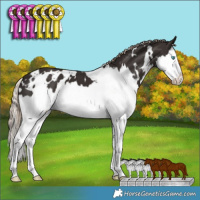 Horse Color:White Spotted Liver Chestnut Splash 