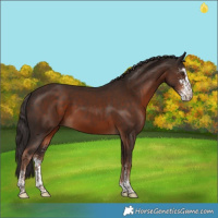 Horse Color:Liver Chestnut Sabino