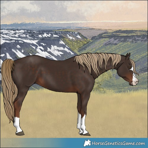 Horse Color:Liver Chestnut