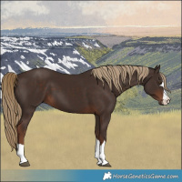 Horse Color:Liver Chestnut 