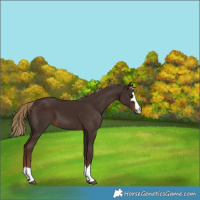 Horse Color:Liver Chestnut 
