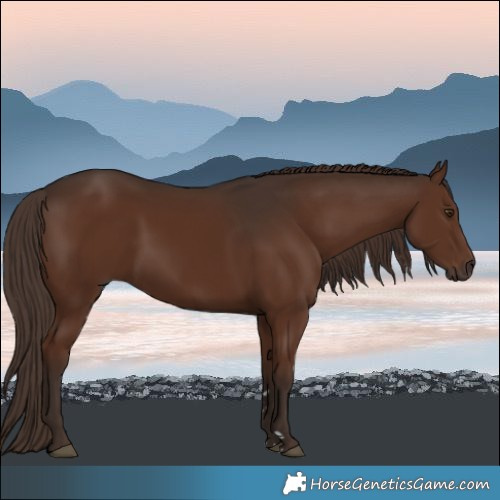 Horse Color:Liver Chestnut 