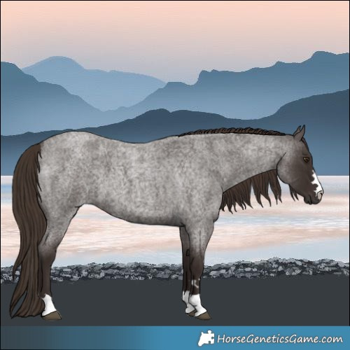 Horse Color:Liver Red Roan
