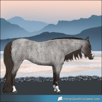 Horse Color:Liver Red Roan 