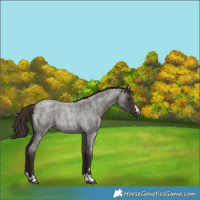 Horse Color:Liver Red Roan