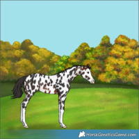 Horse Color:Bay Splash Near Leopard