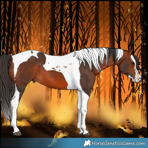 Horse Color:Bay Splash Tobiano 