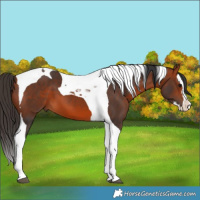 Horse Color:Bay Splash Tobiano 