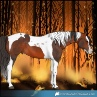 Horse Color:Bay Splash Tobiano 