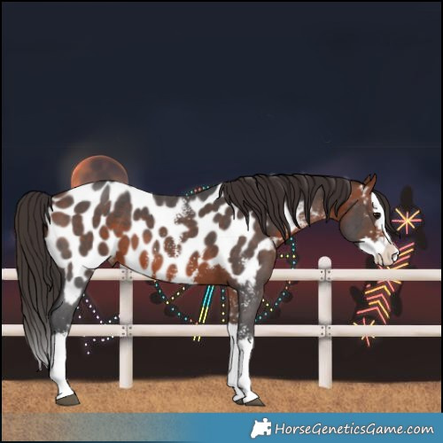 Horse Color:Bay Sabino Splash Near Leopard 