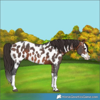 Horse Color:Bay Sabino Splash Near Leopard 