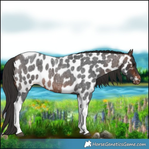 Horse Color:Brown Roan Tobiano Near Leopard 