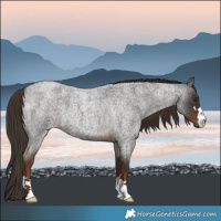 Horse Color:Liver Red Roan