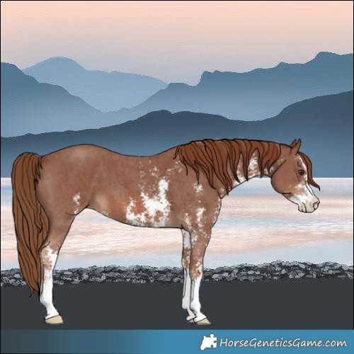 Horse Color:Chestnut Sabino