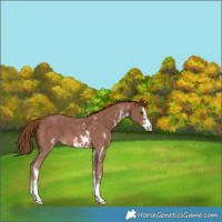 Horse Color:Chestnut Sabino