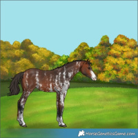 Horse Color:Bay Sabino 