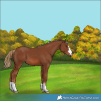 Horse Color:Chestnut 